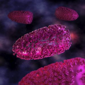 rhabdovirus1500