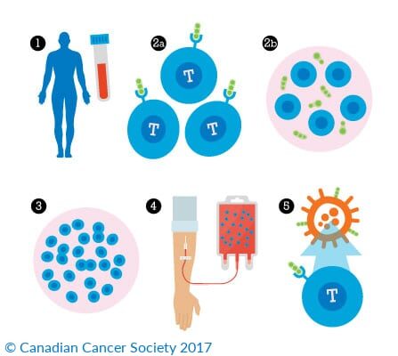 Adaptive-T-Cell-Therapy-Add