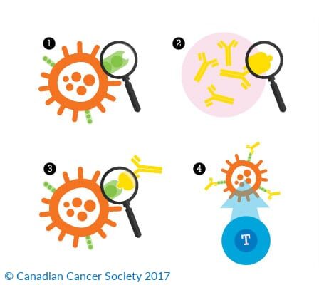 Monoclonal-Antibody-Therapy-Add