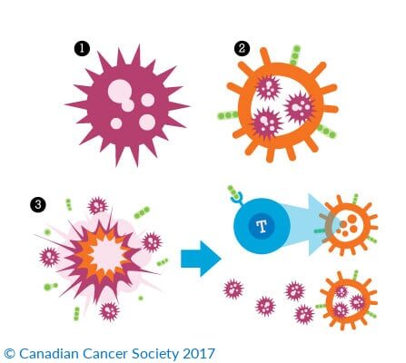 Oncolytic-Virus-Therapy-Add